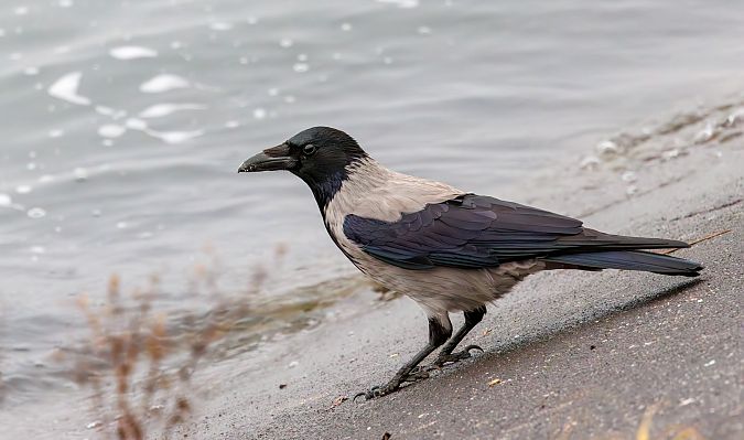 wrona siwa  - Damian Mikulski