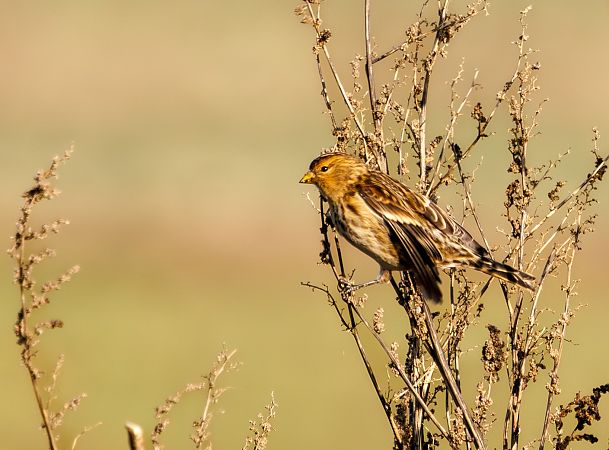 Berghänfling  - Damian Mikulski