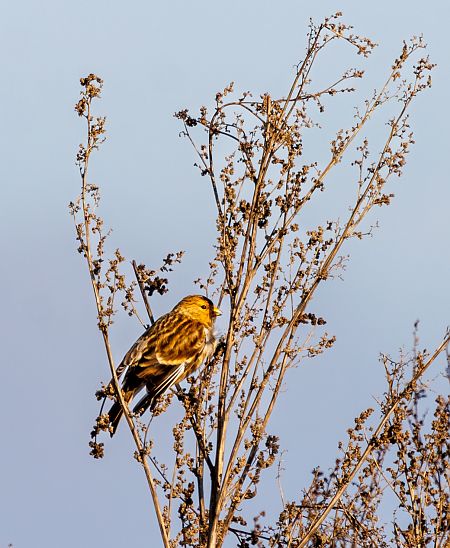 Linotte à bec jaune  - Damian Mikulski