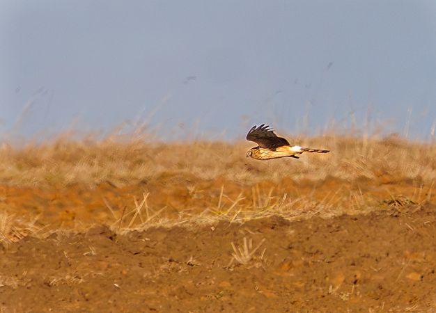 Kornweihe  - Damian Mikulski