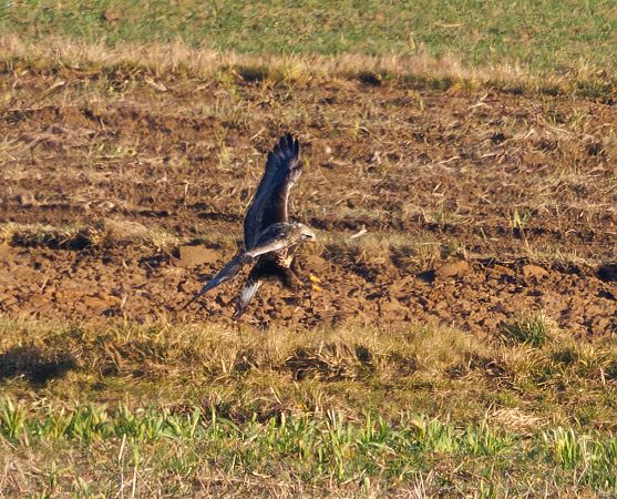 myszołów włochaty  - Damian Mikulski