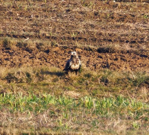 myszołów włochaty  - Damian Mikulski