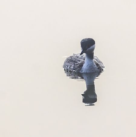 Grèbe esclavon  - Damian Mikulski