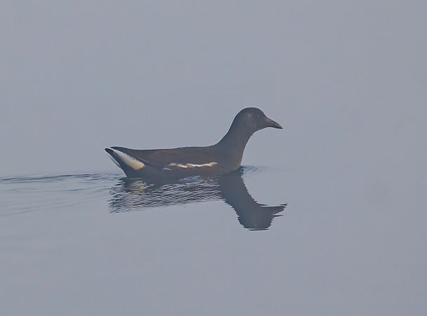 kokoszka  - Damian Mikulski