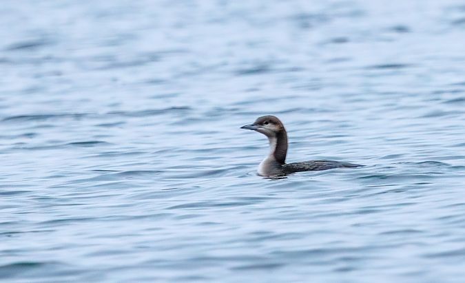 Prachttaucher  - Damian Mikulski