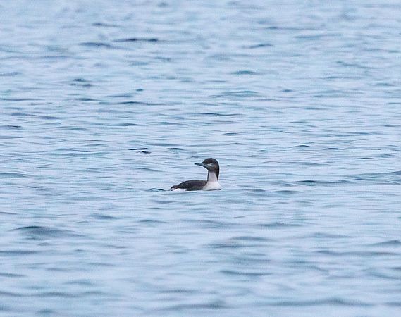 Plongeon arctique  - Damian Mikulski