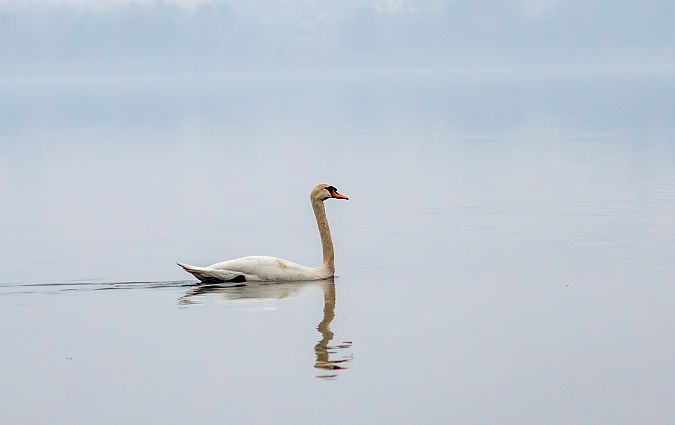 Höckerschwan  - Damian Mikulski