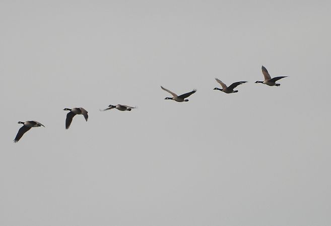 bernikla kanadyjska  - Krystian Luca