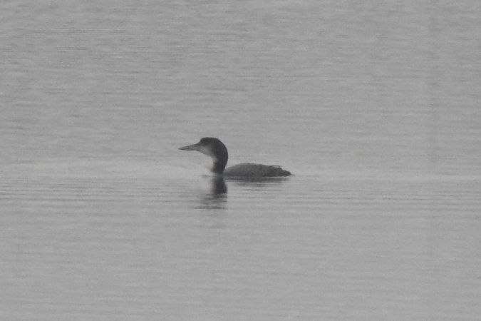 lodowiec  - Dawid Ciosek