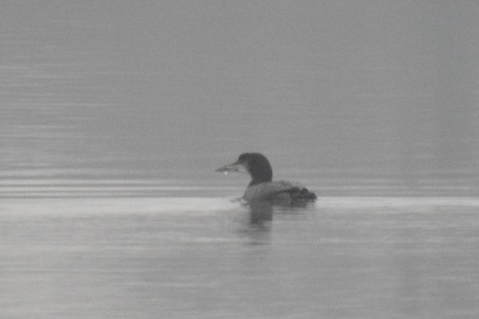 Plongeon imbrin  - Dawid Ciosek