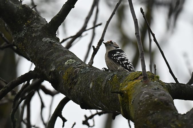 Pic épeichette  - Dawid Ciosek