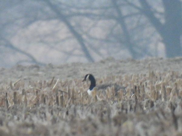 bernikla kanadyjska  - Dominik Piskorek