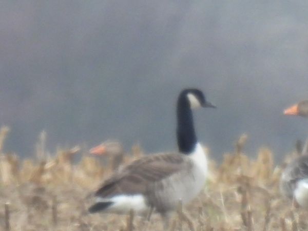 bernikla kanadyjska  - Dominik Piskorek