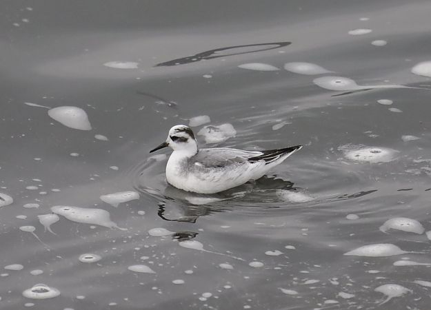płatkonóg płaskodzioby  - Jarosław Wiśniewski