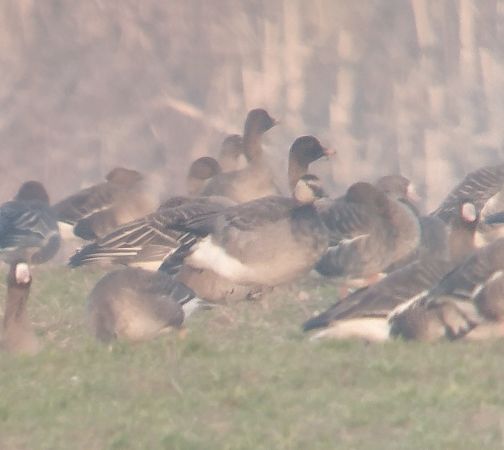 gęś Anser sp. x bernikla Branta sp.  - Adam Loręcki