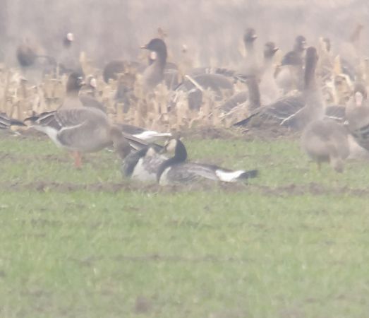 Weisswangengans  - Adam Loręcki