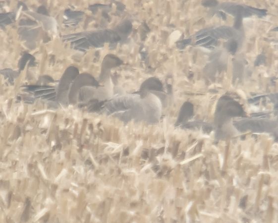 Kurzschnabelgans  - Adam Loręcki