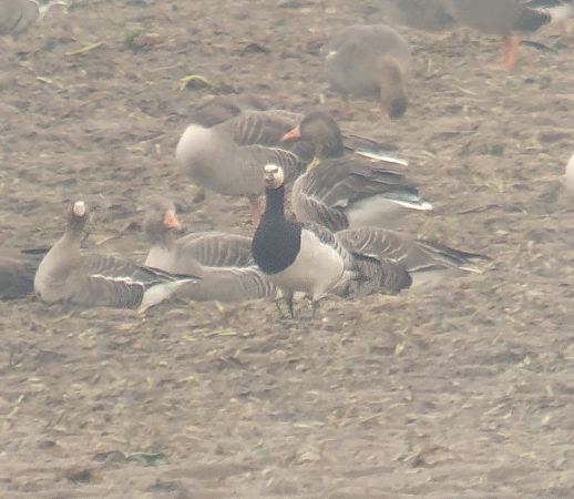 Weisswangengans  - Adam Loręcki