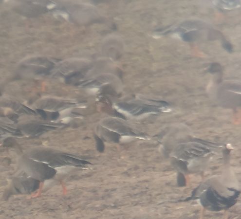 bernikla rdzawoszyja  - Adam Loręcki