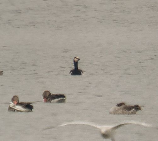 bernikla białolica  - Adam Loręcki