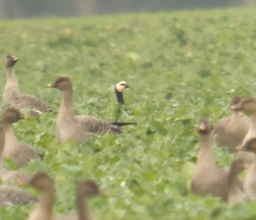 bernikla białolica  - Adam Loręcki