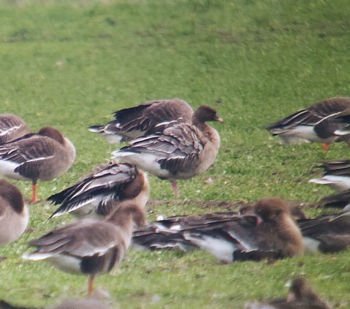 gęś krótkodzioba  - Adam Loręcki