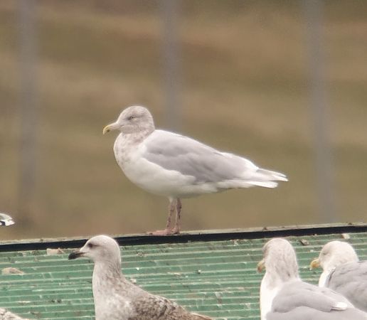 mewa blada  - Adam Loręcki