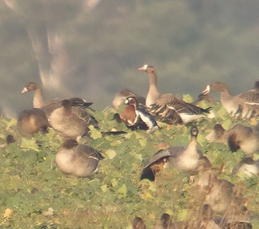 Rothalsgans  - Adam Loręcki