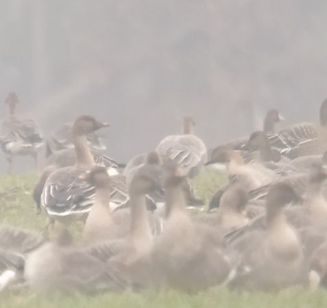 Kurzschnabelgans  - Adam Loręcki