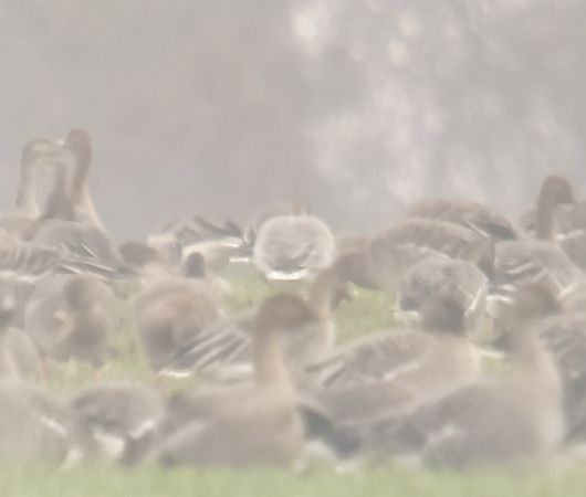 Oie à bec court  - Adam Loręcki