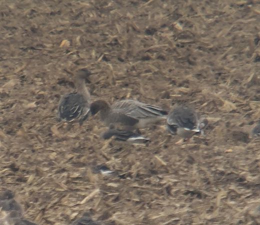 gęś krótkodzioba  - Adam Loręcki