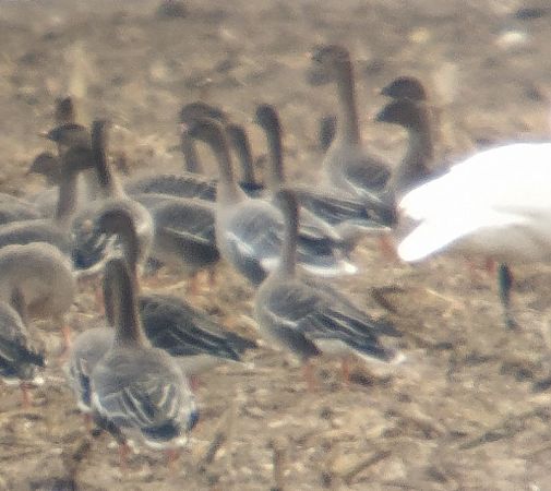 Kurzschnabelgans  - Adam Loręcki