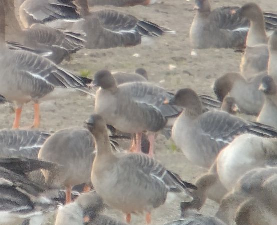 Kurzschnabelgans  - Adam Loręcki