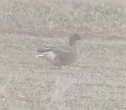 gęś krótkodzioba  - Adam Loręcki