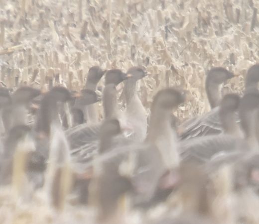 gęś krótkodzioba  - Adam Loręcki