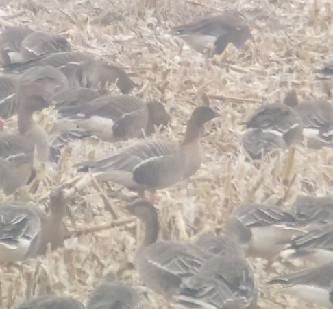 Kurzschnabelgans  - Adam Loręcki