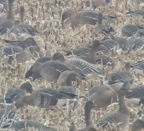 Kurzschnabelgans  - Adam Loręcki