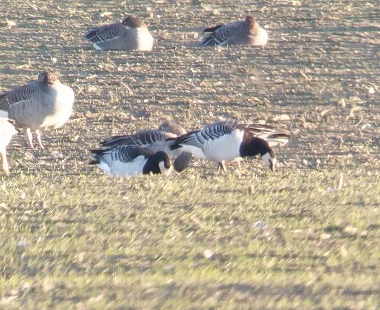 bernikla białolica  - Adam Loręcki