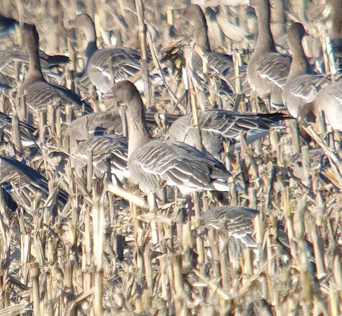 gęś krótkodzioba  - Adam Loręcki