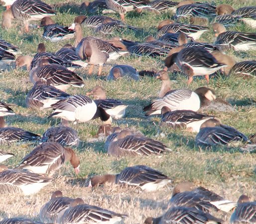 bernikla białolica  - Adam Loręcki