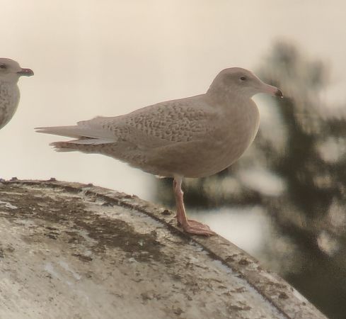 mewa blada  - Adam Loręcki