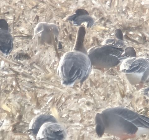 gęś krótkodzioba  - Adam Loręcki