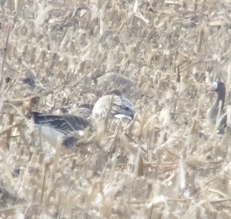 Kurzschnabelgans  - Adam Loręcki