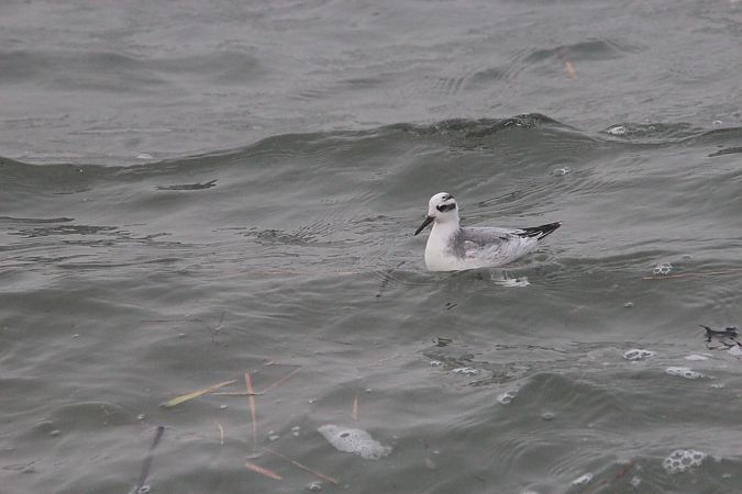 płatkonóg płaskodzioby  - Brunon Kwasik