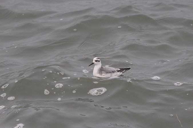 Thorshühnchen  - Brunon Kwasik
