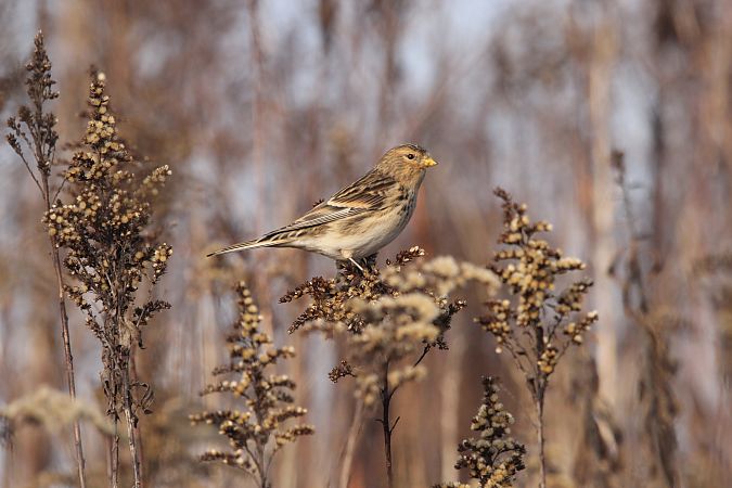 rzepołuch  - Brunon Kwasik