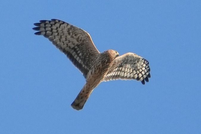 Kornweihe  - Wiktor Kroker