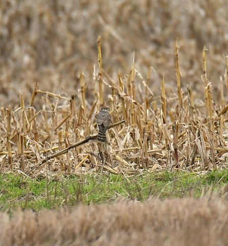 Merlin  - Agata Balicka