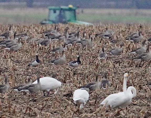 bernikla białolica  - Grzegorz Grygoruk