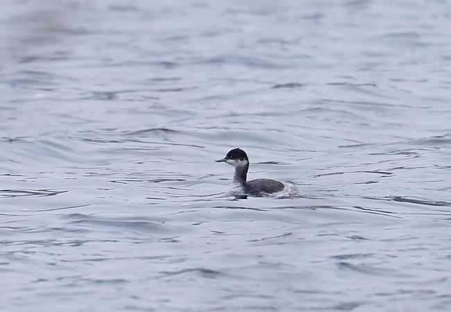 zausznik  - Grzegorz Grygoruk